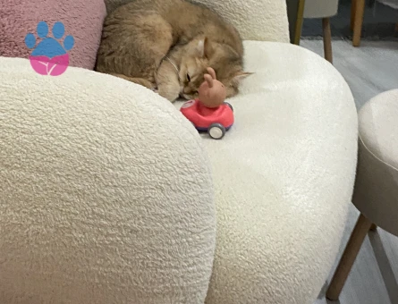 1 Yaşında British Shorthair Kedim Eş Arıyor
