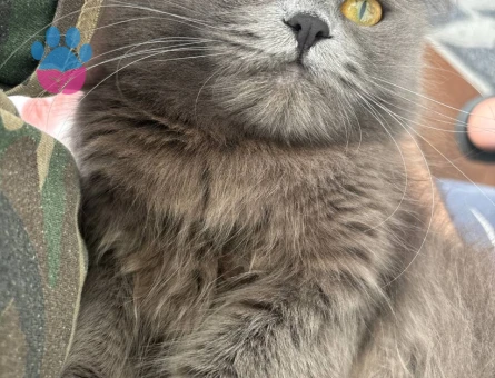British Longhair Dişi 2 Yaşında Eş Arıyor