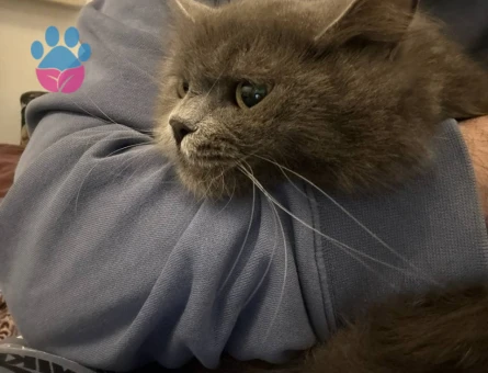 British Longhair Dişi 2 Yaşında Eş Arıyor