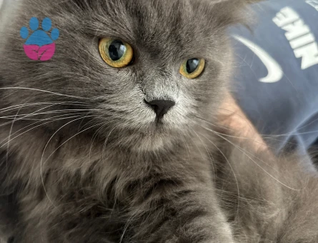 British Longhair Dişi 2 Yaşında Eş Arıyor
