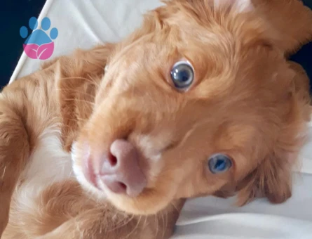 American Cocker 6 Yaşında Eş Arıyor