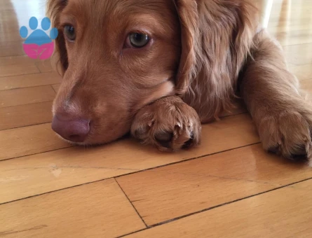 American Cocker 6 Yaşında Eş Arıyor