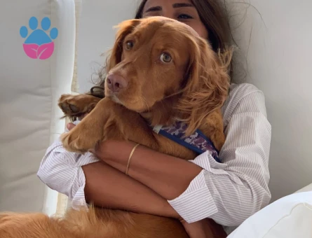 American Cocker 6 Yaşında Eş Arıyor