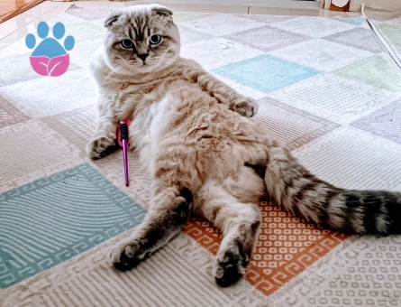 Scottish Fold Kedim Eş Arıyor