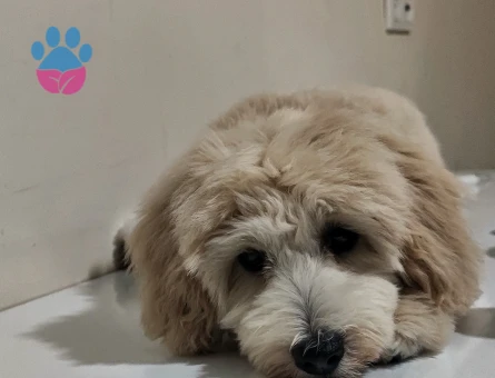 Maltipoo Hera Eş Arıyor