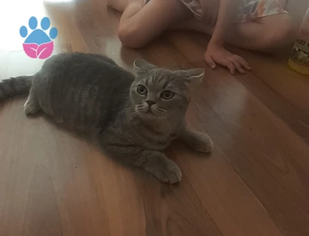 Gölge'mize damat arıyoruz