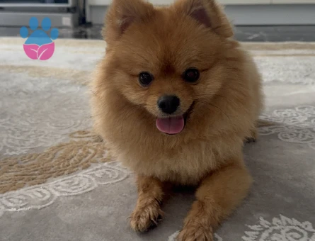 Oğluma prenses eş arıyoruz