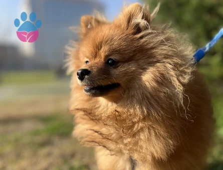 Oğluma prenses eş arıyoruz