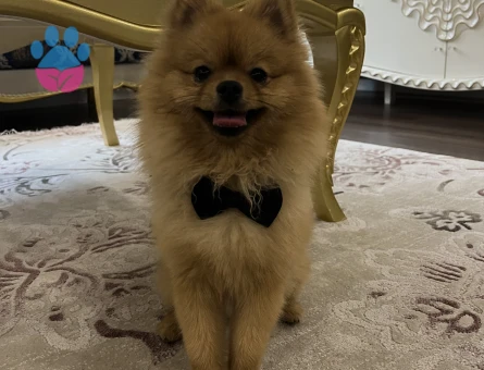 Oğluma prenses eş arıyoruz