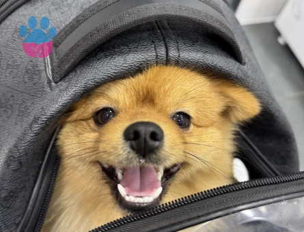 Oğluma prenses eş arıyoruz