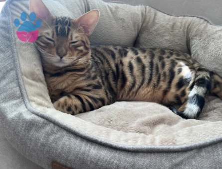 Oğlumuza eş arıyoruz