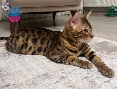 Oğlumuza eş arıyoruz