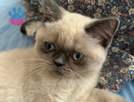 Scottish blue erkek kedi arıyoruz