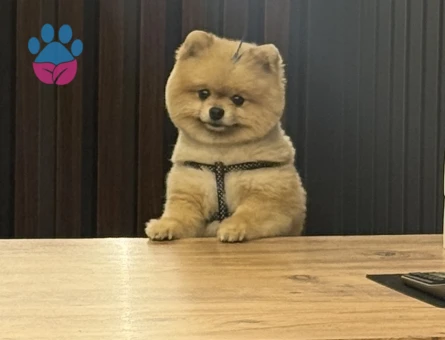 Poomeranian BOO Ayı surat dişi aramaktayız