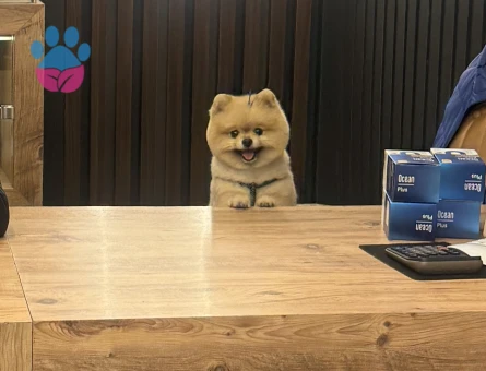 Poomeranian BOO Ayı surat dişi aramaktayız