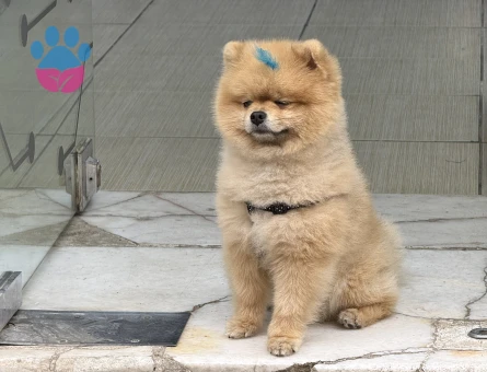 Poomeranian BOO Ayı surat dişi aramaktayız