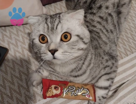 Scottish straight kedimi çiftleştirmek için dişi partner arıyorum