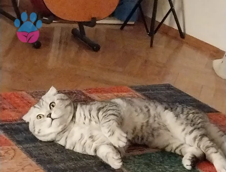 Scottish straight kedimi çiftleştirmek için dişi partner arıyorum