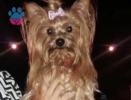 Safkan erkek Yorkshire Cinsi köpeğimize eş arıyoruz