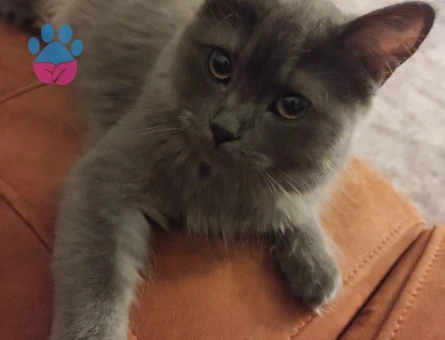 British Longhair kızımıza eş arıyoruz