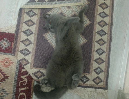 British Shorthair 1 Yaşında Eş Arıyor - 118984408