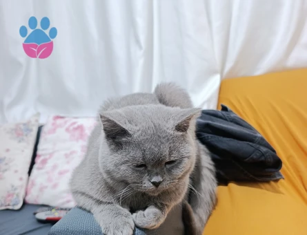British Shorthair 1 Yaşında Eş Arıyor