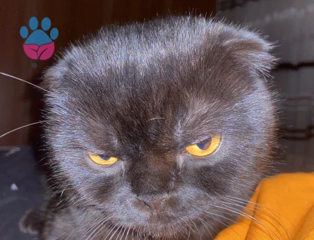 Scottish Fold Yavrumuza hayırlı dişi bir kısmet arıyoruz