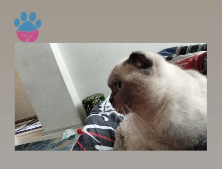 Blue point kızıma eş arıyorum