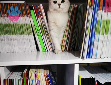 British Longhair Kedim Eş Arıyor