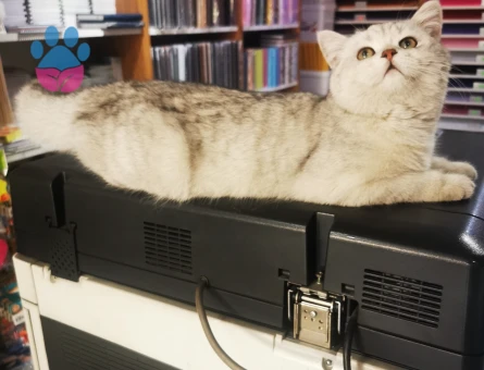 British Longhair Kedim Eş Arıyor