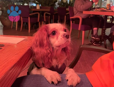 Yakisikli Kopegimize es ariyoruz:)