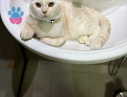 Scottish Fold Leo için eş arıyoruz