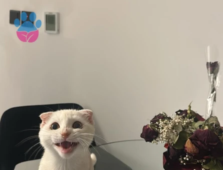 Scottish Fold Leo için eş arıyoruz - 118984713