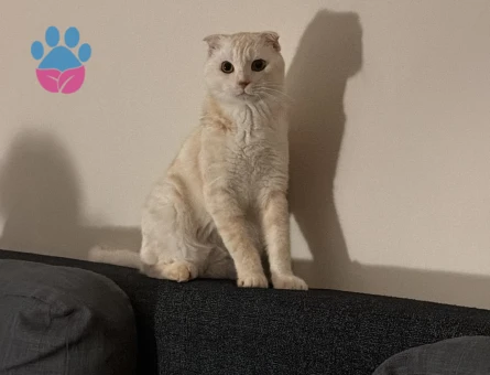 Scottish Fold Leo için eş arıyoruz