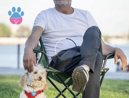Toy Poodle 2 yaşında dişi arıyoruz