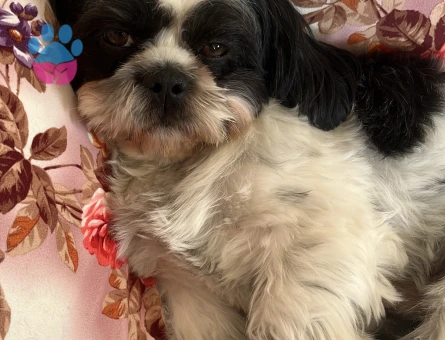 Shih tzu es ariyoruz