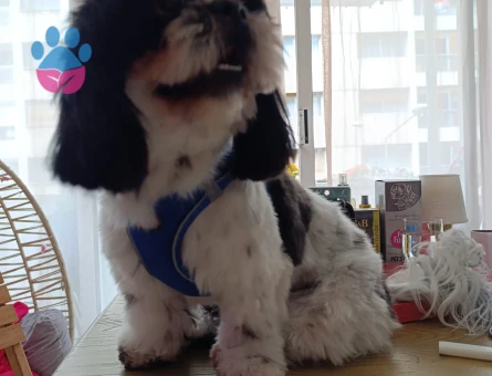 Shih tzu es ariyoruz