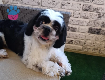 Shih tzu es ariyoruz