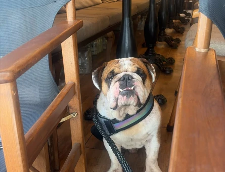 İngiliz Bulldog 4 Yaşında Yuva Arıyor - 118984718