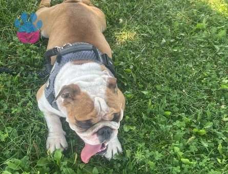 İngiliz Bulldog 4 Yaşında Yuva Arıyor