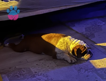 İngiliz Bulldog 4 Yaşında Yuva Arıyor