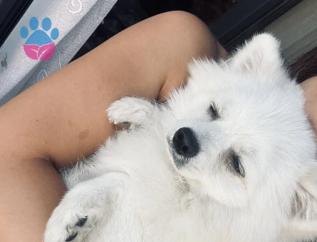 1 YAŞINDA POMERİAN KÖPEĞİME DİŞİ ARIYORUM