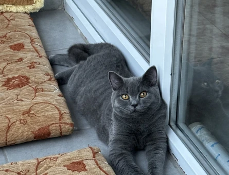 British Shorthair Dişi eş aranıyor - 118984720