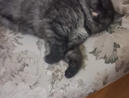 British Shorthair 1 Yaşında Zeytin Eş Arıyor - 118984721