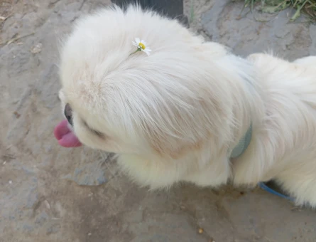 Pekinez Dobby eş arıyoruz - 118984723