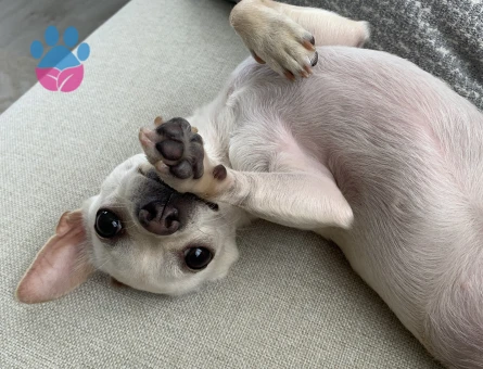 Chihuahua 1 Yaşında Eş Arıyor