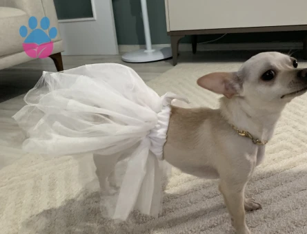 Chihuahua 1 Yaşında Eş Arıyor