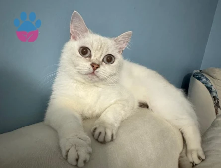 British Short hair Dişi Kedim İçin Eş Arıyoruz-Başakşehir