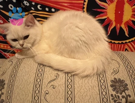 British Short hair Dişi Kedim İçin Eş Arıyoruz-Başakşehir