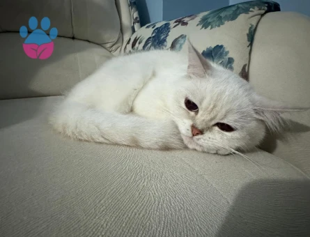 British Short hair Dişi Kedim İçin Eş Arıyoruz-Başakşehir
